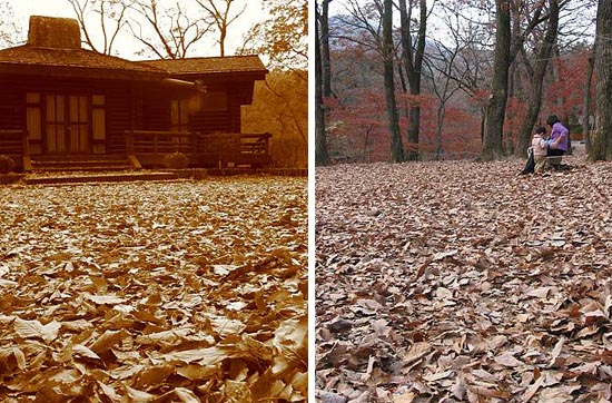 숲에서 점심을 먹었습니다. 